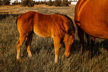 Foal in a Field