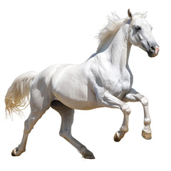 Obraz premium A Dynamic Equine in Motion Captured in Stunning Closeup Photography, Isolated on Transparent Background in PNG Format