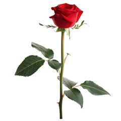 Obraz premium Single Red Rose with Green Leaves on White Background
