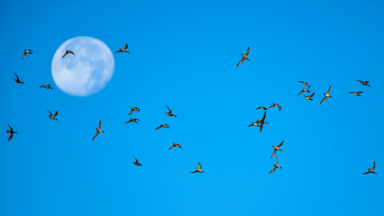 Flock of Northern Pintail, Anas acuta, birds in flight with the moon in the background