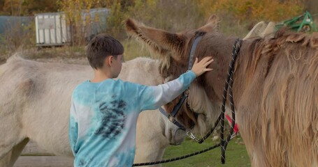 A young child gently pets a friendly horse, beautifully showcasing the special, unique bond between humans and animals
