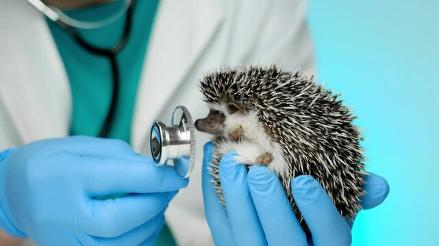 Hedgehog at the doctor. African hedgehog in the hands of a doctor sniffs a stethoscope. 4k footage