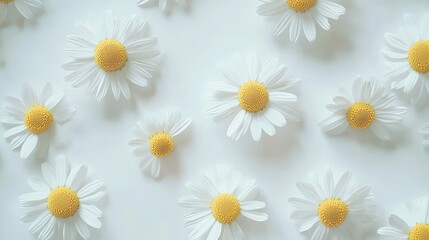 Fototapeta premium White daisies arranged in a pattern on a white background.