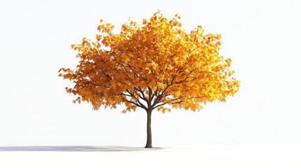 A solitary maple tree with branches full of golden autumn leaves, set against a bright white backdrop, highlighting nature seasonal transformation