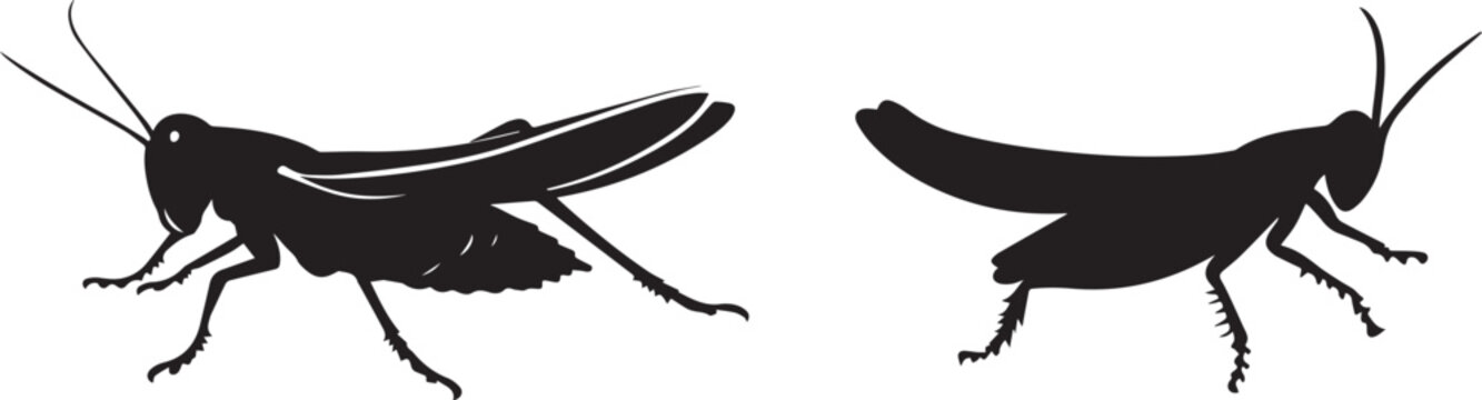 Silhouette of a grasshopper jumping in mid-air, vector silhouette