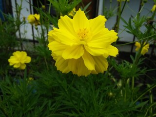 Beautiful kenikir flowers bloom in the garden