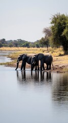 Fototapeta premium Elephants drinking water in chobe national park, botswana