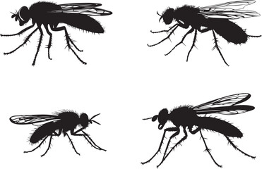 Set of insects, Silhouette of a robber fly preparing to catch prey vector silhouette