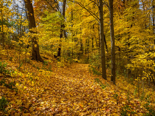 Obraz premium Colors of autumn in 2024. Amazing views of vibrant fall colors in Canada as seen by the naked eye and taken via iphone15 pro max.