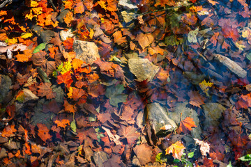 autumn leaves on the water