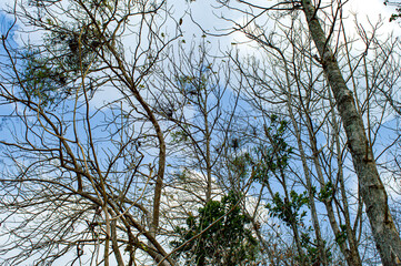 Dry teak trees in autumn on the forest with blue bright sky ,summer time. Focus on tree. Noisy. Exposure. Similar others