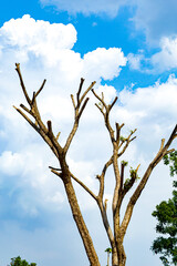 Dry dead trees in summer with a bright blue cloud sky in the background. Focus on tree. Noisy. Exposure. Similar others