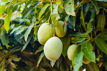 Mango or scientifically Mangifera indica, is a tropical fruit that is very popular in the world, including Indonesia. manggo on tree .Focus on mango. Noisy. Exposure. Similar others