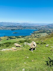 Sheep and lambs on the Mount Roy, Roys peak in Wanaka, South Island, New Zealand. Sheep on the...