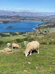 Obraz premium Sheep and lambs on the Mount Roy, Roys peak in Wanaka, South Island, New Zealand. Sheep on the mountain.