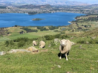 Obraz premium Sheep and lambs on the Mount Roy, Roys peak in Wanaka, South Island, New Zealand. Sheep on the mountain.
