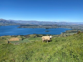 Naklejka premium A sheep walking on the Mount Roy, Roys peak in Wanaka, South Island, New Zealand. Sheep on the mountain