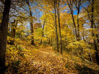 Naklejka premium Colors of autumn in 2024. Amazing views of vibrant fall colors in Canada as seen by the naked eye and taken via iphone15 pro max.