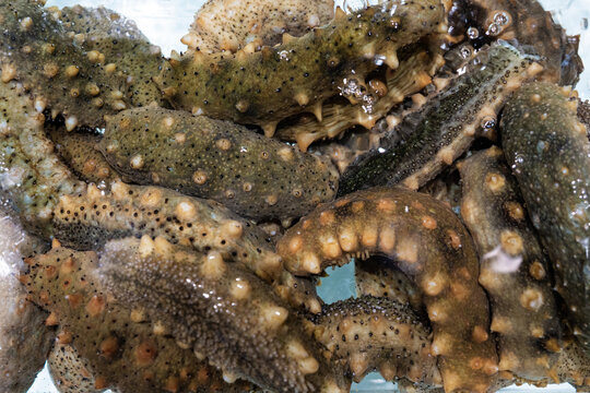 Sea cucumber trepang Stichopus japonicus in water.