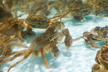 The hairy crab in water.