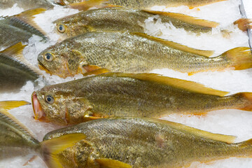 fresh yellow croakers on ice