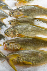 fresh yellow croakers on ice
