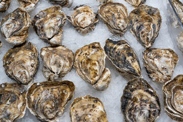 fresh oysters seafood on ice