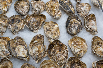 fresh oysters seafood on ice