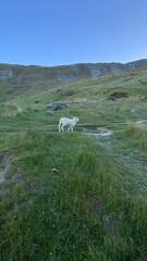 Fototapeta premium Cute little lamb running around on the mountain 