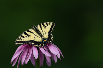 Canadian Eastern Tiger Swallowtail on Echinacea 