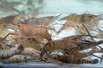 freshwater prawns (Macrobrachium rosenbergii) in water.