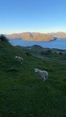 Obraz premium Sheep and lambs on the Mount Roy, Roys peak in Wanaka, South Island, New Zealand. Sheep on the mountain.