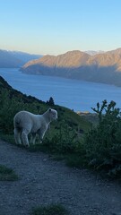 Obraz premium Cute little lamb running around on the Mount Roy, Roys peak in Wanaka, South Island, New Zealand 