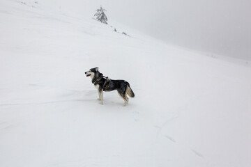 A husky dog strikes a pose in the snow, with a mischievous grin