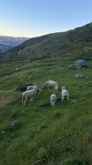 Sheep and lambs walking on the mountain.  Sheep on the hill