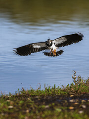 Northern Lapwing, Vanellus vanellus in a flight over autumn marshes