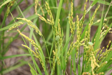 実った稲にとまるカメムシ