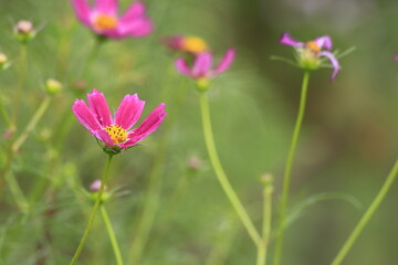 秋の野原に咲くピンクのコスモスの花