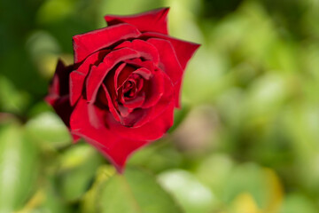 綺麗な赤い薔薇と青空　秋薔薇
