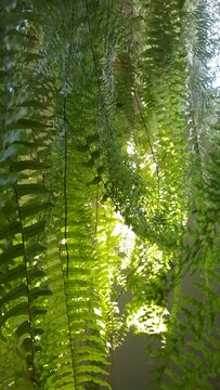 Folhas de samambaia pendurada.