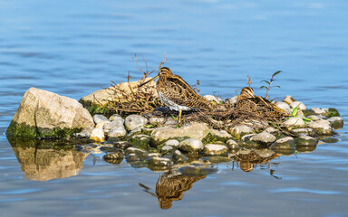 Common Snipe, Gallinago gallinago, birds on marshes at winter