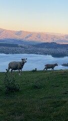 Obraz premium Sheep and lambs on the Mount Roy, Roys peak in Wanaka, South Island, New Zealand 