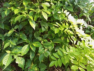 Bright green leaves of cassia tree with sunlights in the forest