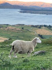 Fototapeta premium A sheep walking on the Mount Roy, Roys peak in Wanaka, South Island, New Zealand. Sheep on the mountain