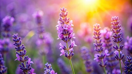 Vibrant lavender flower with calming fragrance on background, lavender, flower, petals, purple, vibrant, fragrant, isolated