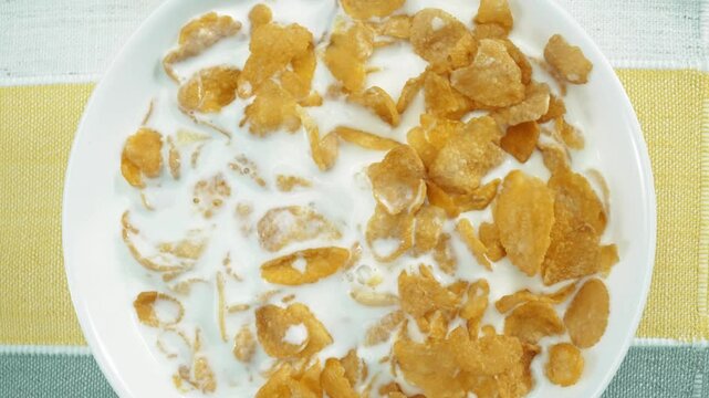 Close up of white bowl with yellow cereal and milk prepare for eating breakfast. Top down aerial view of taking spoonful of cornflake and grain in milk. Macrography. Healthy food concept. Pabulum.
