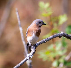 Bird on Branch