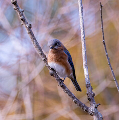 female cardinal on a branch