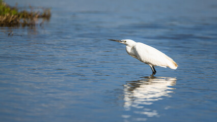 Little Egret, Egretta garzetta, bird on marshes