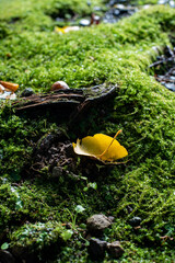 鎌倉2410　源氏山4　落ち葉